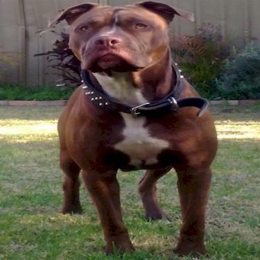 ASK Kennels Halo Pit Bull.jpg